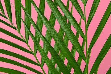 Leafs of a palm tree in a abstract pattern on a pink background