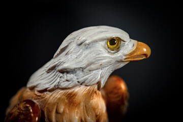Extreme close-up of a head of a Bald Eagle on black background. 