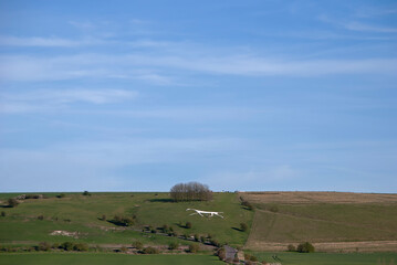 Fototapeta premium The Hackpen White Horse on the Marlborough Downs in Wiltshire, UK