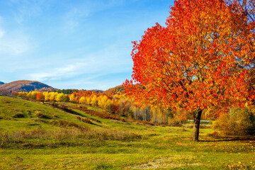 Fototapeta premium autumn landscape with tree