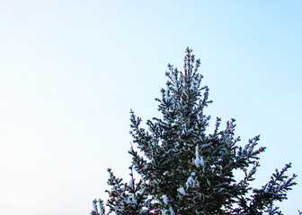 Christmas tree and cones on a white background, grows in the snow on the street. against the blue sky. photo for postcard or banner .beautiful natural winter background. pine branches covered with