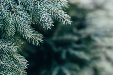 Fluffy branches of a fir-tree with frost. Christmas wallpaper or postcard concept.