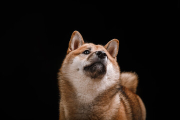 dog on a black background. happy Shiba Inu in the studio. 