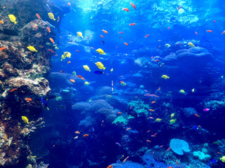 Fototapeta na wymiar An aquarium with a fantastic world