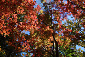 もみじ 紅葉 秋 青空 背景