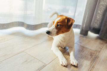Adorable dog Jack Russell Terrier lying on a wooden floor at home.