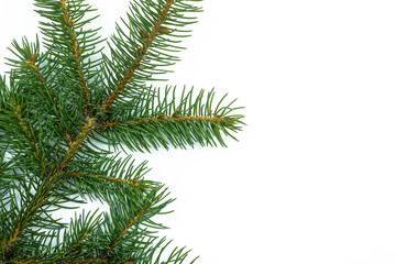 Green twig of a Christmas tree on a white background top view. Christmas tree background with copy space.