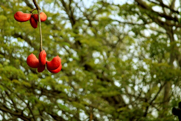 Sterculia Foetida Fruits on Tree