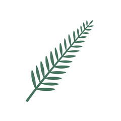A spruce or pine branch isolated on a white background, in a hand-drawn style.