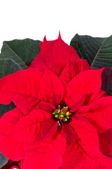 Beautiful red flower of Poinsettia also called Christmas Star on white background, place for text