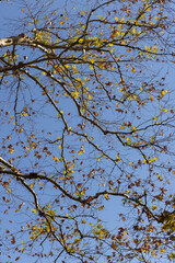 tree branches and leaves in the forest