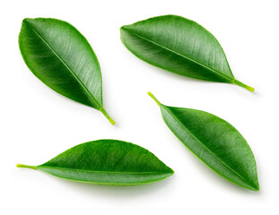 Citrus leaves on white. Orange, lemon, lime, tangerine leaf isolated. Orange leaf. Lemon leaf. Citrus leaf set. With clipping path. Full depth of field.