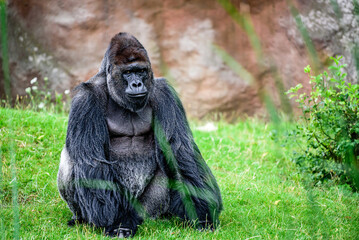 The western gorilla (Gorilla gorilla) is a great ape—the type species as well as the most...