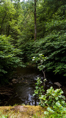Wasserlauf im Wald