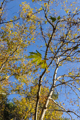 tree branches and leaves in the forest