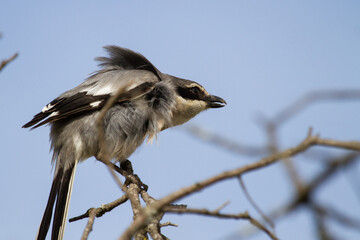 Lanius excubitor, grey and white bird with curved bill on the branch
