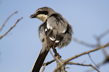 Lanius excubitor, grey and white bird with curved bill on the branch
