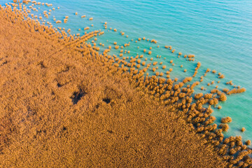 Alsoors Hungary - Aerial view of beautiful reeds formation with crystal clear turquoise water at lake Balaton. Autumn mood, Alsóörs.