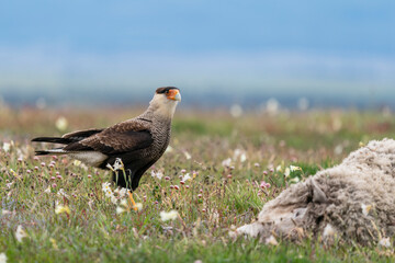 The Crested Caracara (Caracara cheriway)