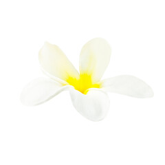 Naklejka na ściany i meble White flower plumeria