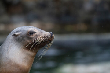 Seal in his enclosure and basking in the sun