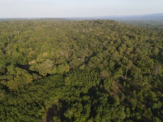 Trees in forest on mountain landscape.