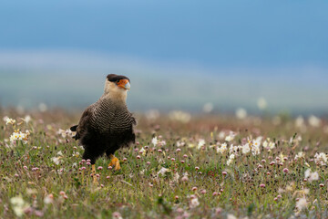 The Crested Caracara (Caracara cheriway)