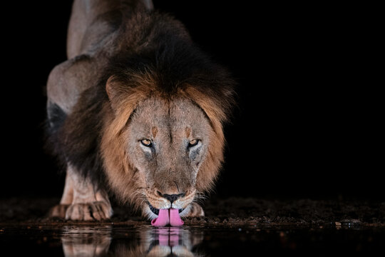The King's Drink