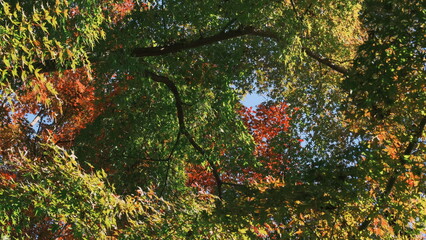 green and red autumn leaves background