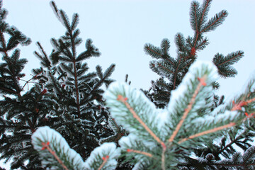 Christmas tree and cones on a white background, grows in the snow on the street. against the blue sky. photo for postcard or banner .beautiful natural winter background. pine branches covered with