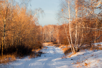 Russian winter forest