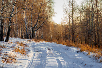 Russian winter forest