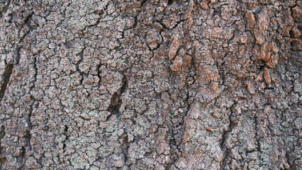 bark of a tree