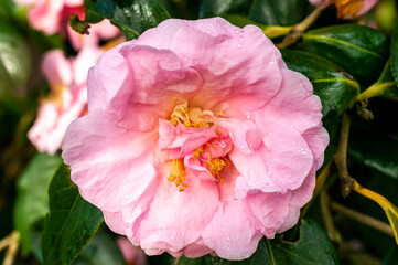 Camellia x Williamsii 'Exaltation' a spring summer shrub plant with a winter springtime pink  flower stock photo image