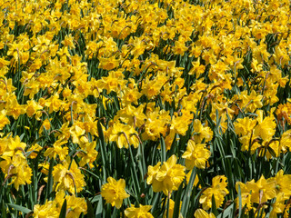Obraz premium Daffodils (narcissus) a springtime yellow flower bulb plant growing outdoors in a public park during the spring season, stock photo image