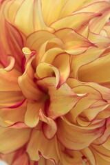 Macro blurry background of soft yellow red petalss