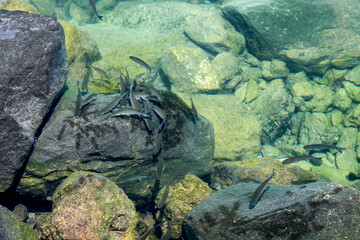 Small fish in the sea off the coast of Lanzarote