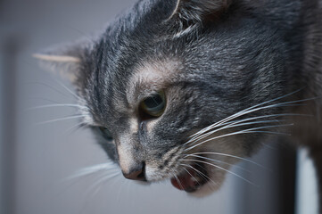 home gray cat close up