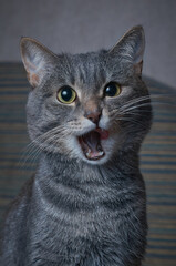 home gray cat close up