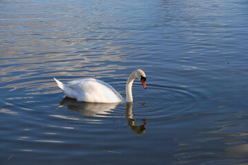 Mute Swan (Cygnus olor) on the River Thames at Clifton Hampden