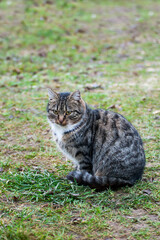 Gray-brown striped cat with a white breast on a green blurred background.Photo of a tabby cat with a place for an inscription. Pet walks in the yard.Home pet.
The cat sits and looks straight.