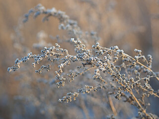 Wormwood in hoarfrost. Plant, grass in the snow. Macro.