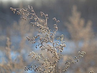 Wormwood in hoarfrost. Plant, grass in the snow. Macro.