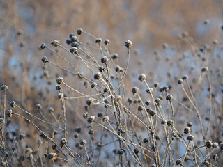 Fototapeta premium Thistle in hoarfrost. Plant, grass in the snow. Macro.