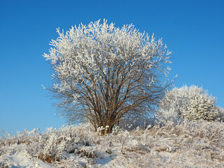 Lonely snowy tree in the field. Snowy grass. Winter. Cold. Clear sky. Russia, Ural, Perm