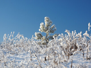 Snow covered trees. Young spruce, pine in the snow. Snow covered grass. Winter. Cold. Clear sky. Russia, Ural, Perm