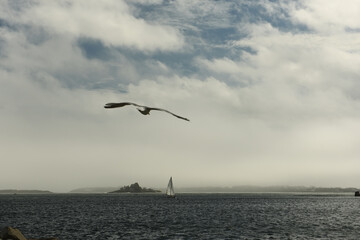Marine landscape. A lonely sailboat and a small sharp in the water. Seagull hovering over water. calm seascape. Atlantic Ocean. USA. Maine.