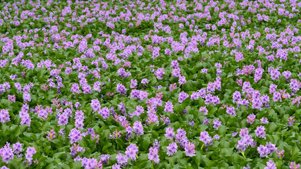清涼感漂う薄紫色に咲いたホテイアオイの群生