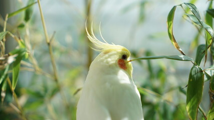 A cockatiel between bamboo leaves