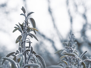Frozen sage (salvia) plant in cold winter